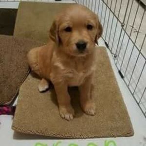 Meet your Posher, Pam